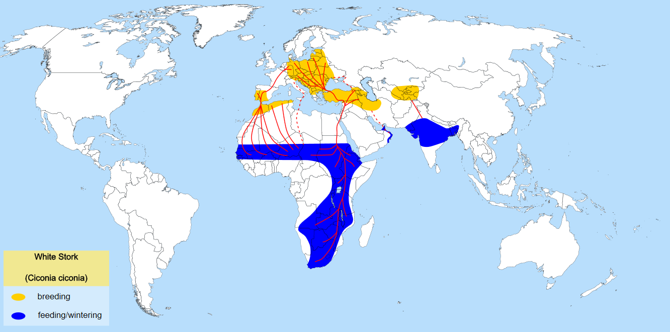 Żródło: http://upload.wikimedia.org/wikipedia/commons/thumb/5/52/white_stork_migration_mapen.svg/240px-white_stork_migration_map-en.svg.png / VIII.