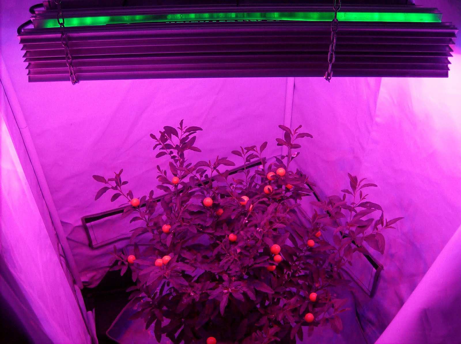 Biofortyfikacja Jest procesem tworzenia