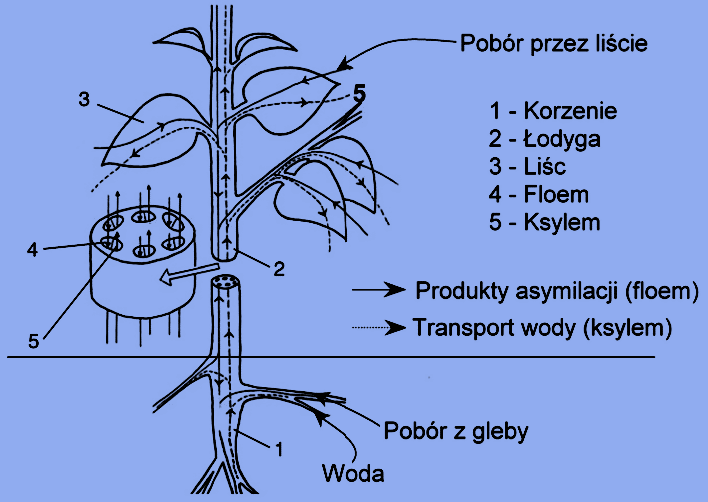 Rysunek 1. Drogi transportu substancji chemicznych w organizmie rośliny lądowej [1].