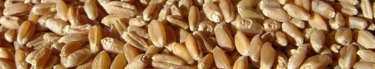 Przedsiewna biostymulacja Czynniki