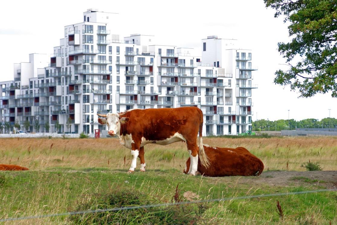 miasto