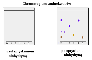 Wynik chromatografii poziomej Wywoływanie chromatogramów - Identyfikacja plamek barwnych związków, - Identyfikacja plamek związków fluoryzujących w świetle UV, - Stosowanie adsorbentów z indykatorem