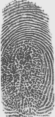 1.3. Zastosowanie linii papilarnych w biometrii 9 Rysunek 1.