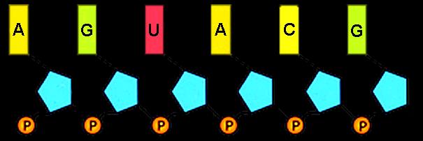 UWARUNKOWANIA samoreplikacji kwas rybonukleinowy (RNA) wiązanie wodorowe (wspólny proton H + ) powinowactwo par puryn i pirymidyn (A-U[T]; C-G)