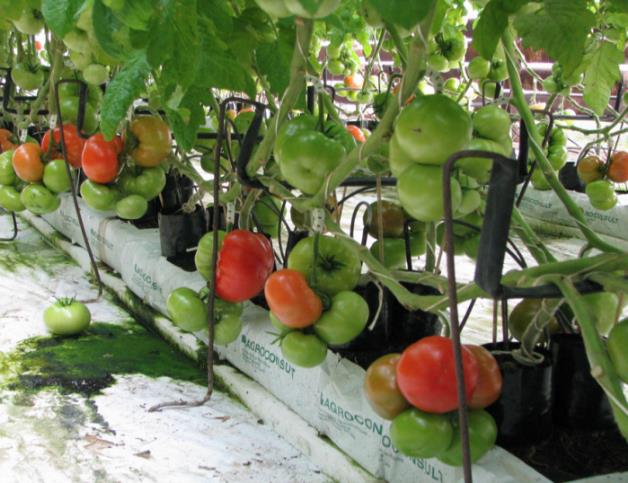POMIDOR doświadczenie terenowe Plon owoców pomidora (kg.