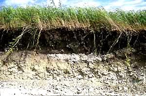 Rozprzestrzenienie mikroorganizmów w glebie W głębszych warstwach gleby liczebność mikroorganizmów jest mniejsza Najwięcej mikroorganizmów