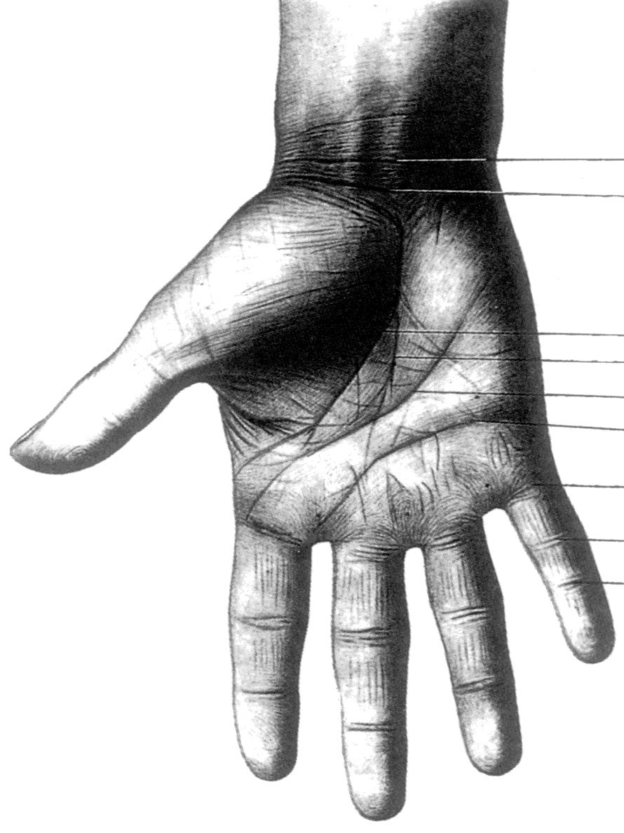 Rozpoczyna się pod palcem małym i kooczy z reguły pod palcem środkowym. Jest to linia ducha (4). Czasami biegnie ona w poprzek dłoni aż do brzegu bocznego.