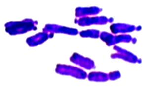 Tematyka badawcza: Pracownia Cytogenetyki Katedry Genetyki Ogólnej, Biologii Molekularnej i Biotechnologii Roślin badania biologicznych właściwości nanocząsteczek węglowych (nanodiamenty, nanorurki,