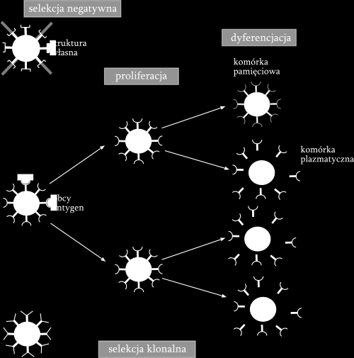 Selekcja klonalna i negatywna Struktura układu odpornościowego