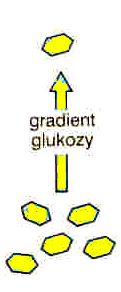 hepatocytach GLUT1 w błonie erytrocytu - 55kD 12 ( 7+5) fragmentów transbłonowych