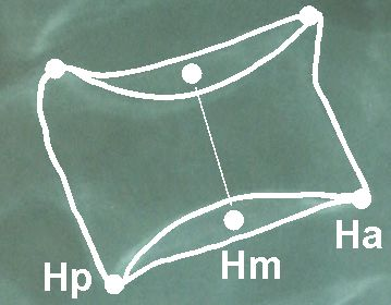 Ryc. 4 Przykładowa interpretacja pomiarów morfometrycznych kręgu L2 wybranego z Ryc. 2. Zaznaczono punkty pomiarów wysokości tylnej (Hp) środkowej (Hm) przedniej (Ha).