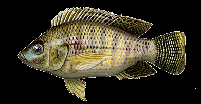 Akwakultura intensywna Sezon 2015 roku produkcja ryb do konsumpcji w systemach recyrkulacyjnych Około 1,8 tys.