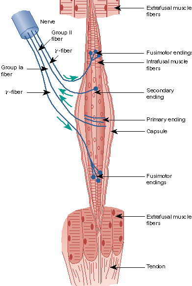 włókno Ia włókno γ motoneuron gamma włókno II włókno γ włókna ekstrafuzalne zakończenia wtórne (wiązanki kwiatów)