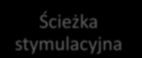 Dwa modele (ścieżki) projektu Ścieżka decyzyjna Samodzielne znalezienie instytucji goszczącej Samodzielna organizacja przygotowania do