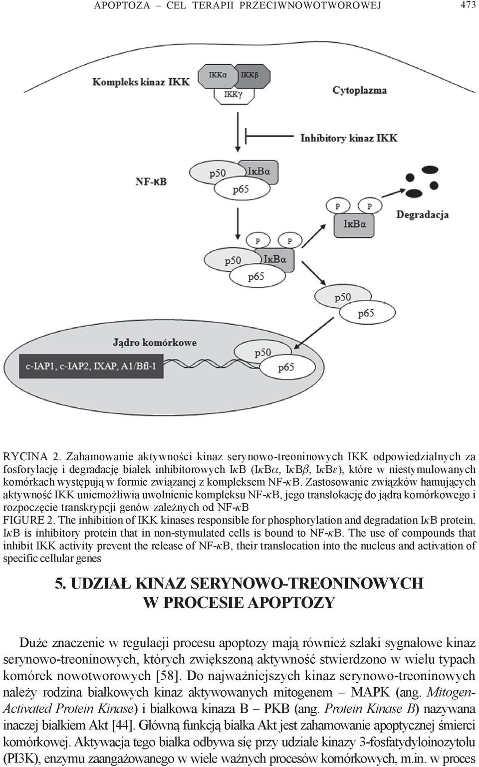 formie zwi¹zanej z kompleksem NF-κB.