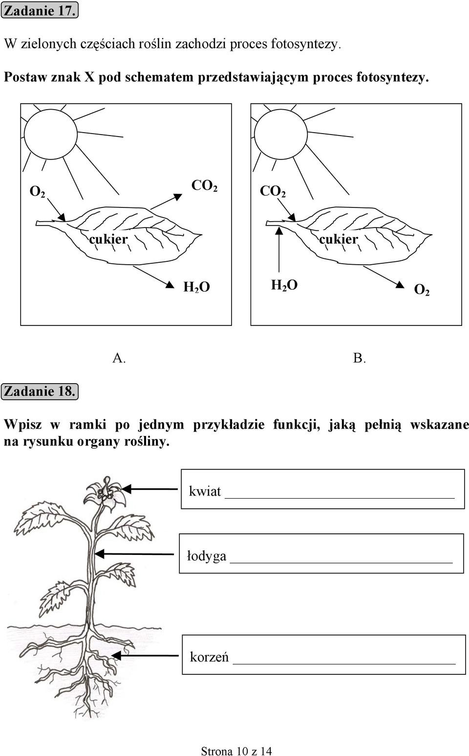 O 2 CO 2 CO 2 Cukier cukier cukier H 2 O H 2 O O 2 A. B. Zadanie 18.