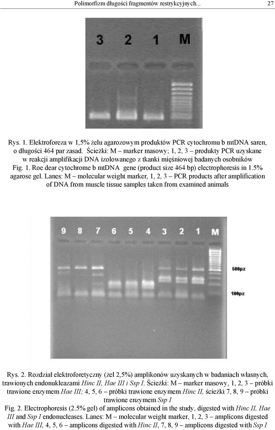 5% agarose gel. Lanes: M molecular weight marker, 1, 2, 3 PCR products after amplification of DNA from muscle tissue samples taken from examined animals Rys. 2. Rozdział elektroforetyczny (żel 2,5%) amplikonów uzyskanych w badaniach własnych, trawionych endonukleazami Hinc II, Hae III i Ssp I.