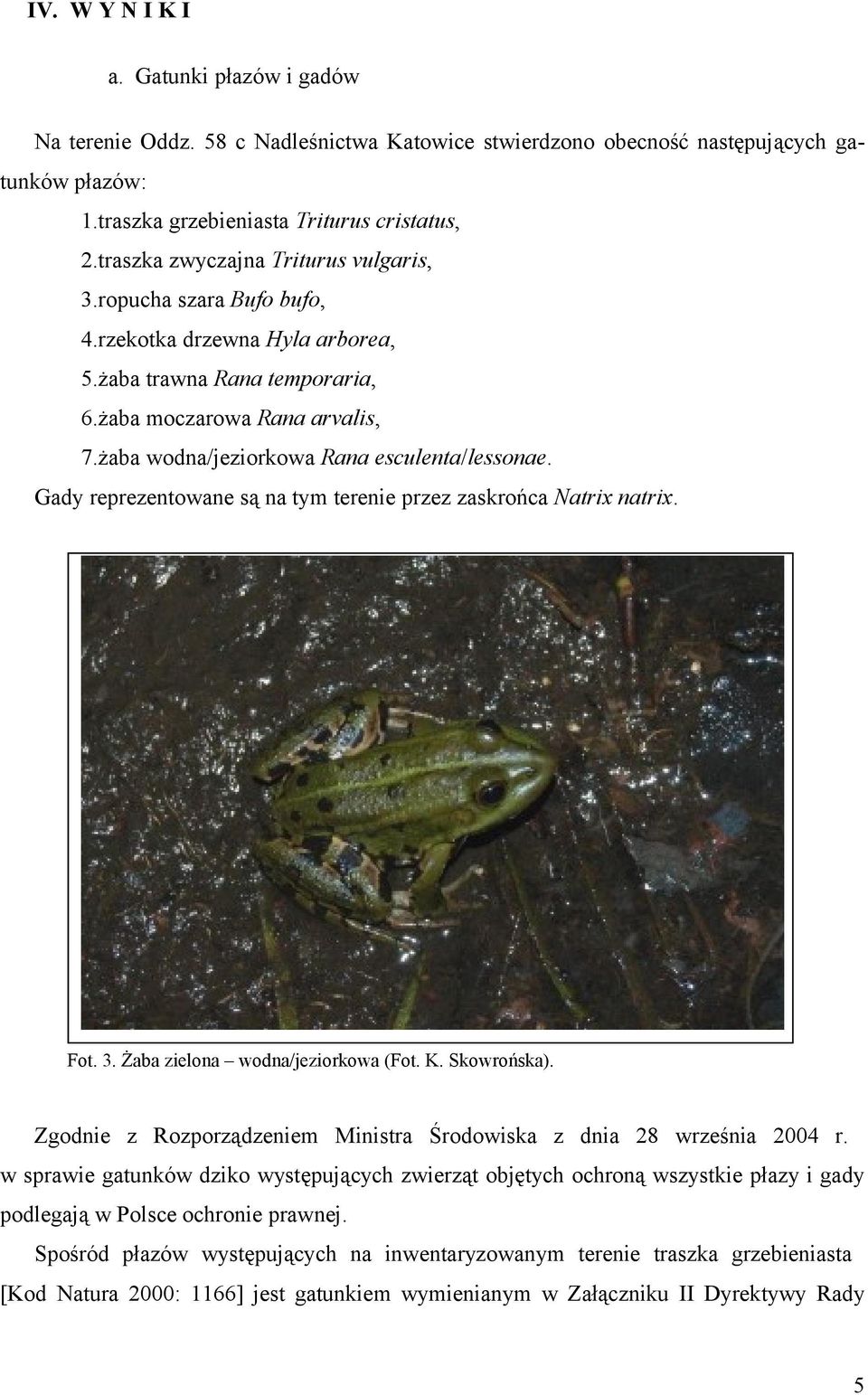 żaba wodna/jeziorkowa Rana esculenta/lessonae. Gady reprezentowane są na tym terenie przez zaskrońca Natrix natrix. Fot. 3. Żaba zielona wodna/jeziorkowa (Fot. K. Skowrońska).