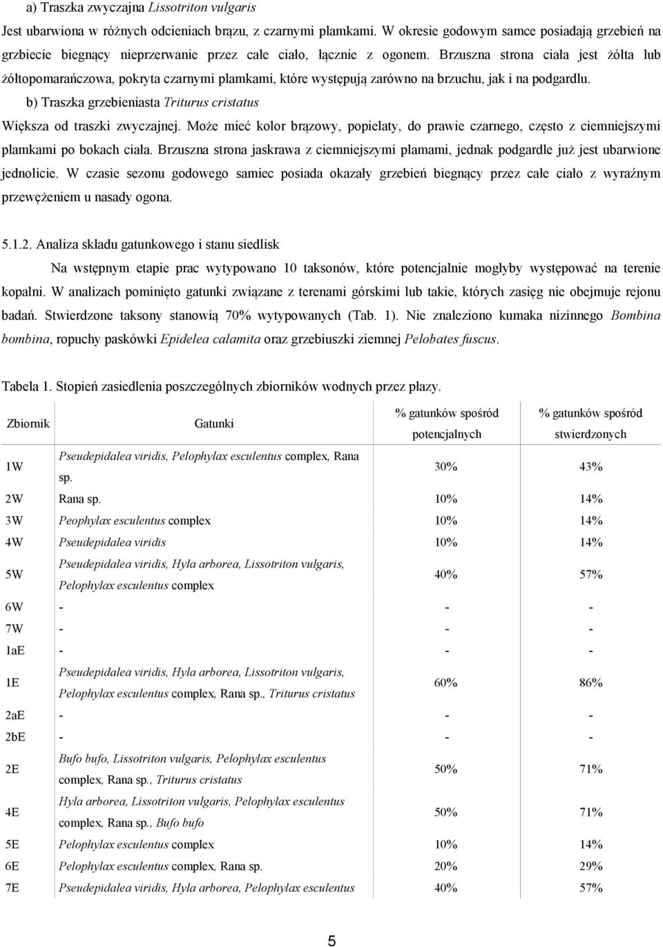 Brzuszna strona ciała jest żółta lub żółtopomarańczowa, pokryta czarnymi plamkami, które występują zarówno na brzuchu, jak i na podgardlu.