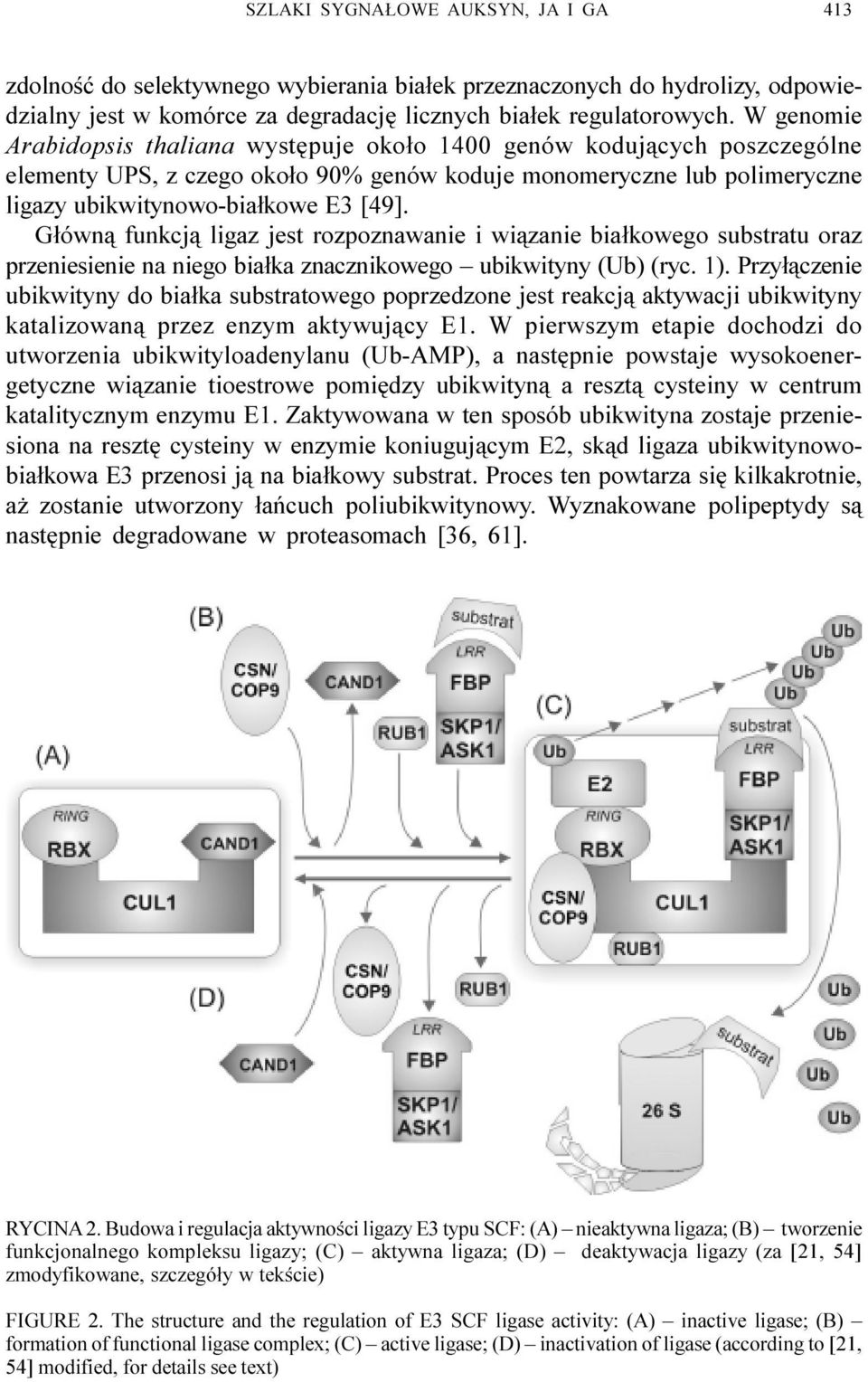G³ówn¹ funkcj¹ ligaz jest rozpoznawanie i wi¹zanie bia³kowego substratu oraz przeniesienie na niego bia³ka znacznikowego ubikwityny (Ub) (ryc. 1).