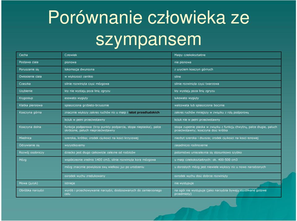 grzbieto-brzuszniebrzusznie znacznie większy zakres ruchów niż u małp i istot przedludzkich kciuk w pełni przeciwstawny funkcja podporowa (trzy punkty podparcia, stopa niepłaska), palce skrócone,