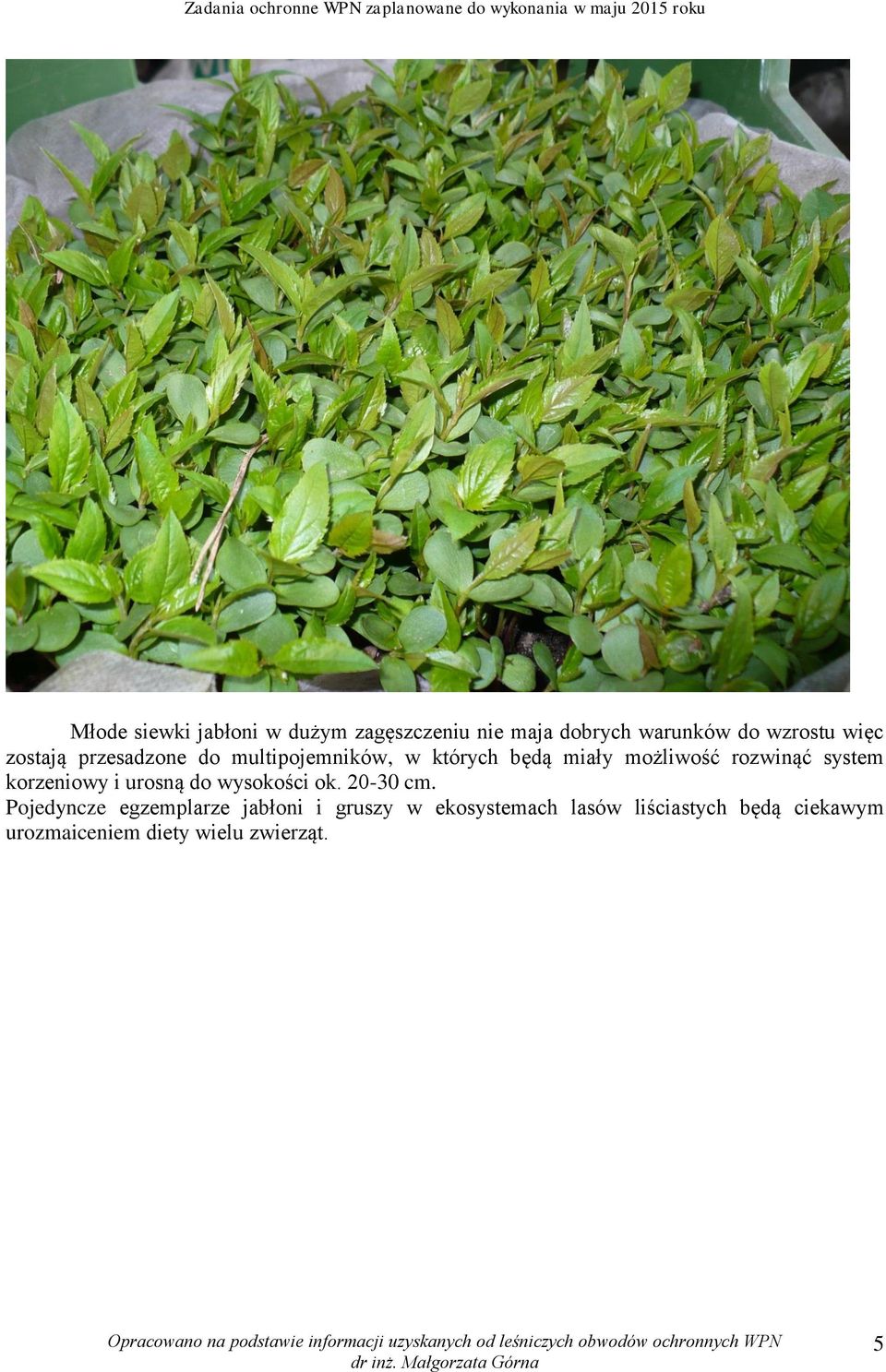 system korzeniowy i urosną do wysokości ok. 20-30 cm.