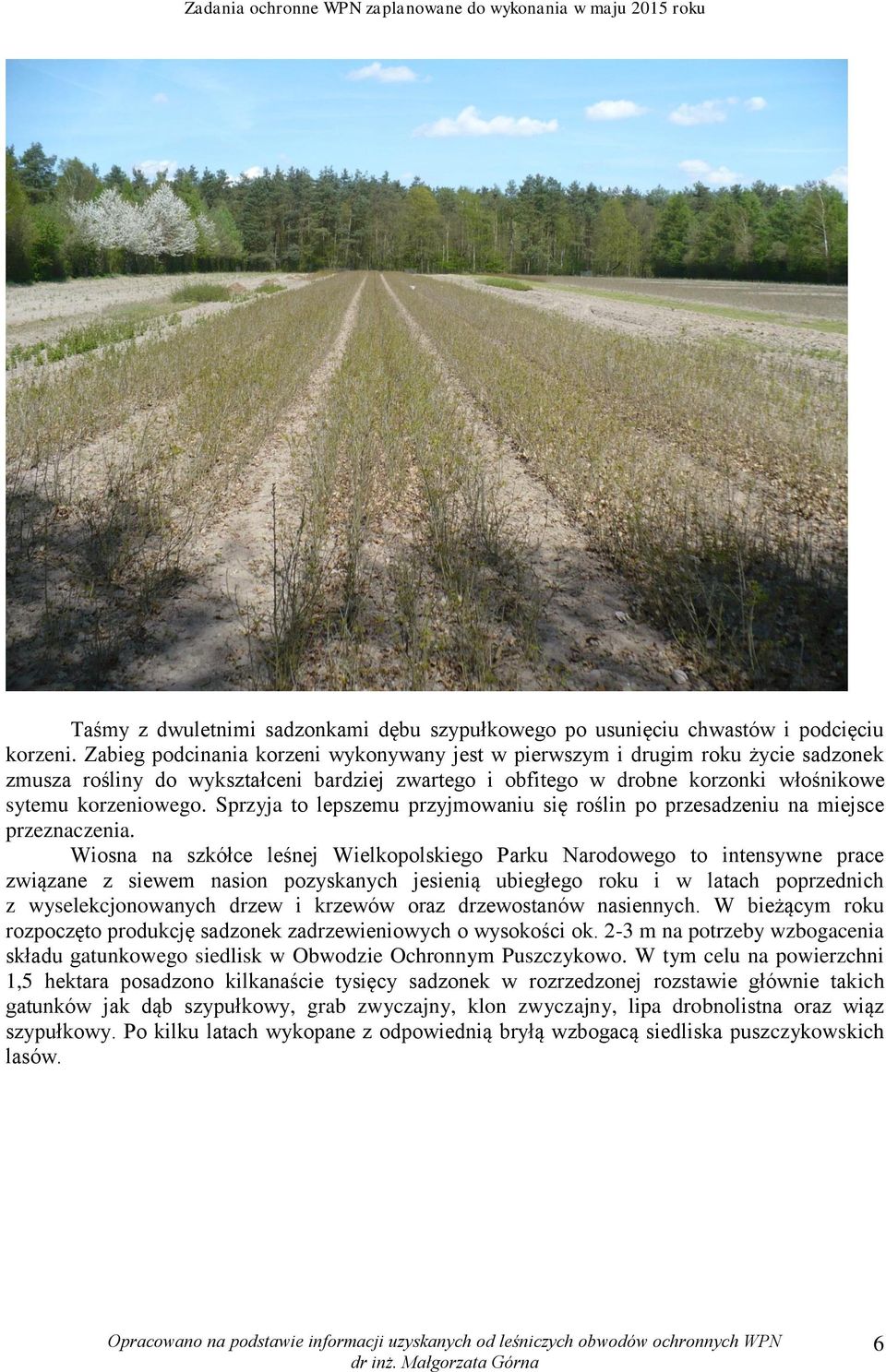 Sprzyja to lepszemu przyjmowaniu się roślin po przesadzeniu na miejsce przeznaczenia.