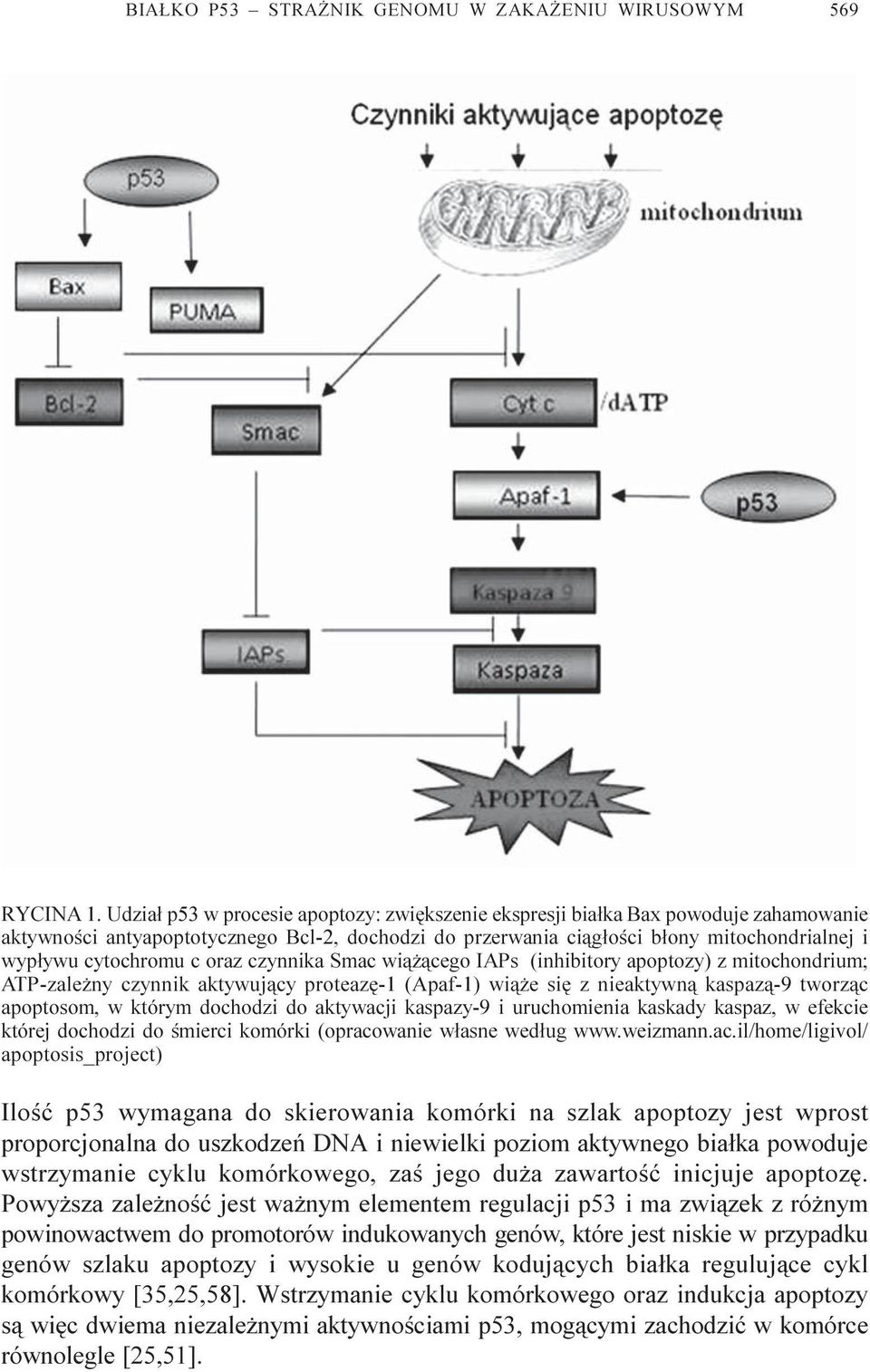 c oraz czynnika Smac wi¹ ¹cego IAPs (inhibitory apoptozy) z mitochondrium; ATP-zale ny czynnik aktywuj¹cy proteazê-1 (Apaf-1) wi¹ e siê z nieaktywn¹ kaspaz¹-9 tworz¹c apoptosom, w którym dochodzi do
