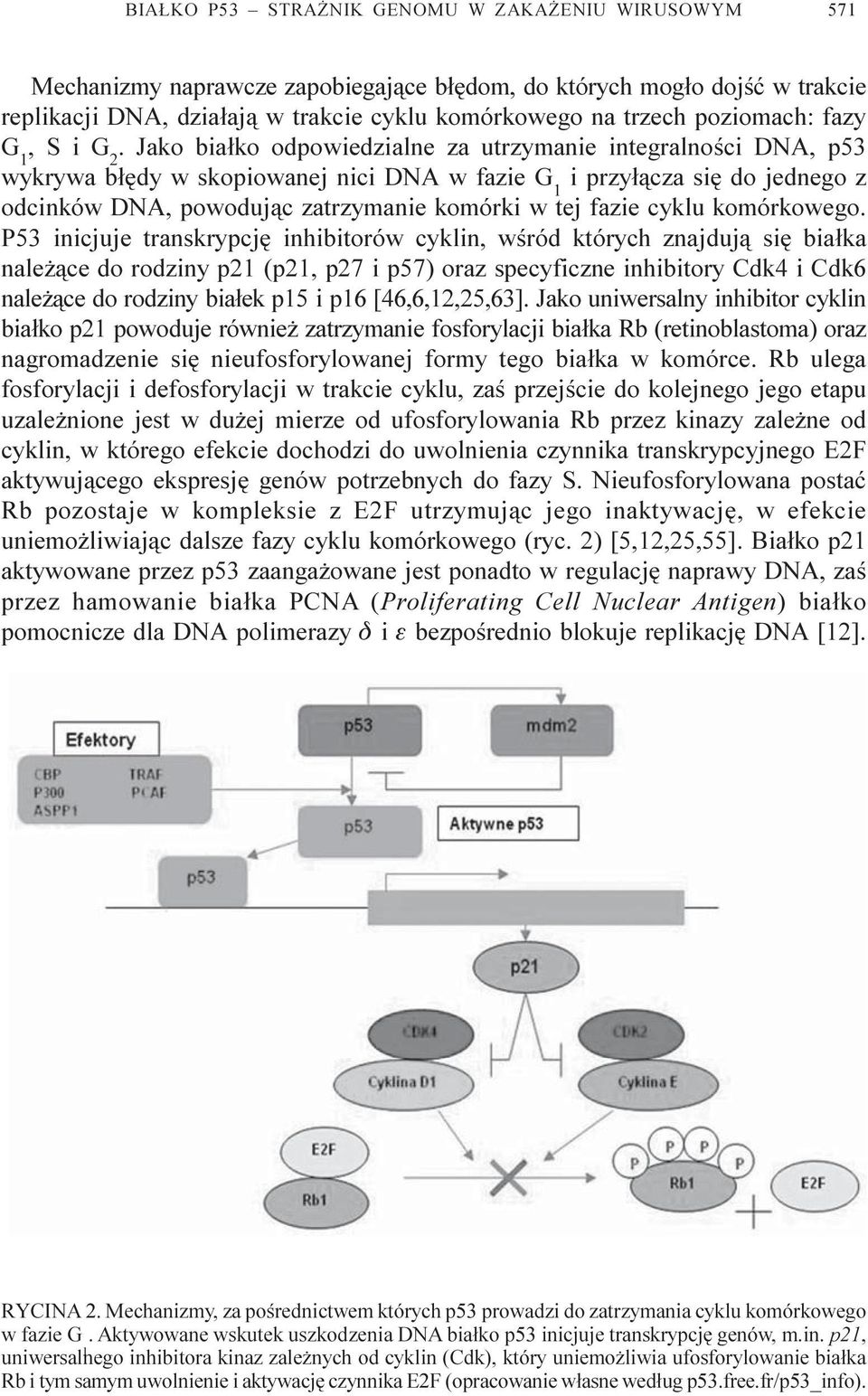 Jako bia³ko odpowiedzialne za utrzymanie integralnoœci DNA, p53 wykrywa b³êdy w skopiowanej nici DNA w fazie G 1 i przy³¹cza siê do jednego z odcinków DNA, powoduj¹c zatrzymanie komórki w tej fazie