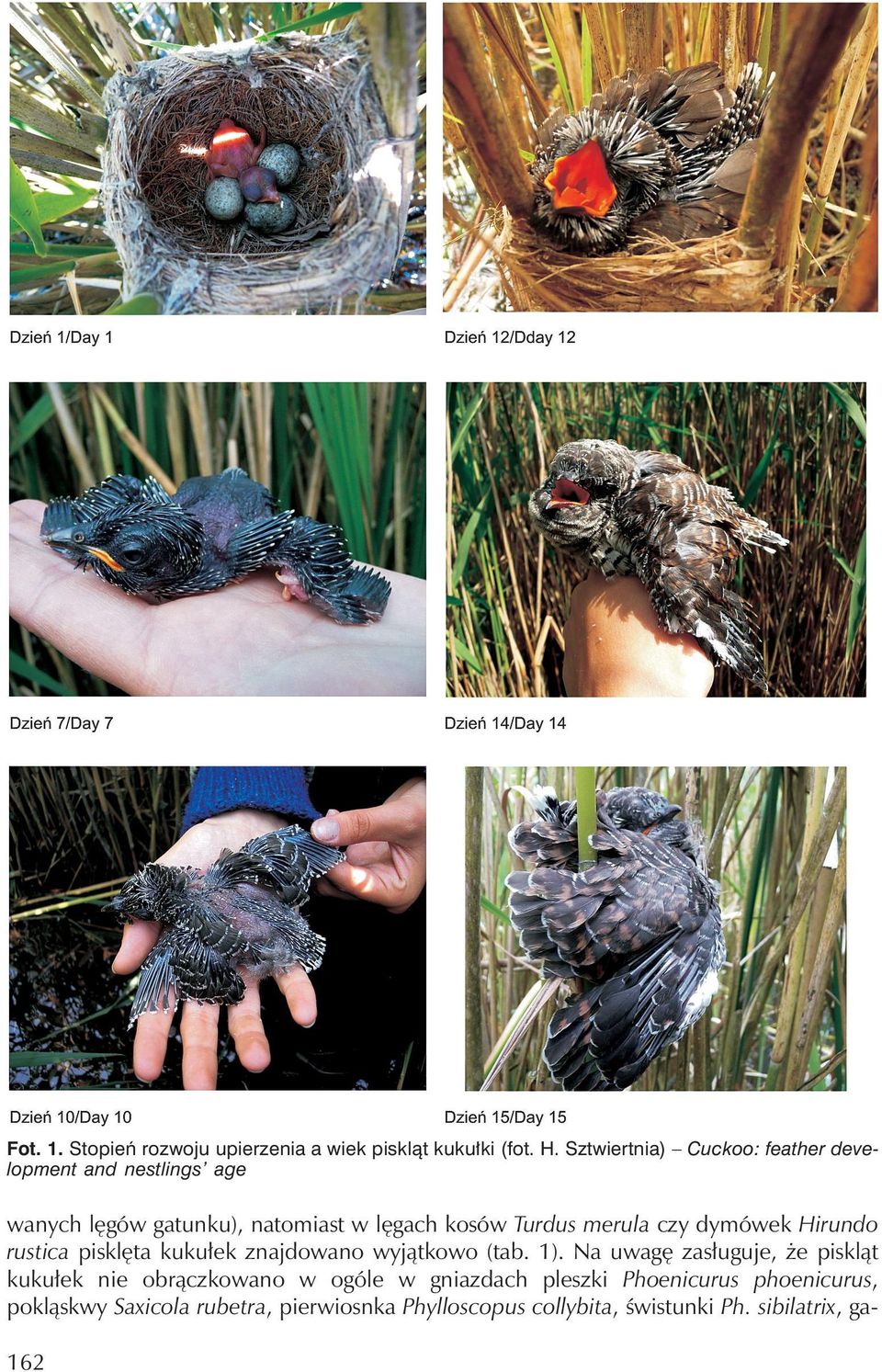 merula czy dymówek Hirundo rustica pisklęta kukułek znajdowano wyjątkowo (tab. 1).