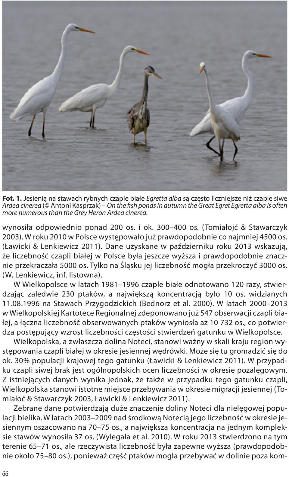 numerous than the Grey Heron Ardea cinerea. wynosiła odpowiednio ponad 200 os. i ok. 300 400 os. (Tomiałojć & Stawarczyk 2003). W roku 2010 w Polsce występowało już prawdopodobnie co najmniej 4500 os.