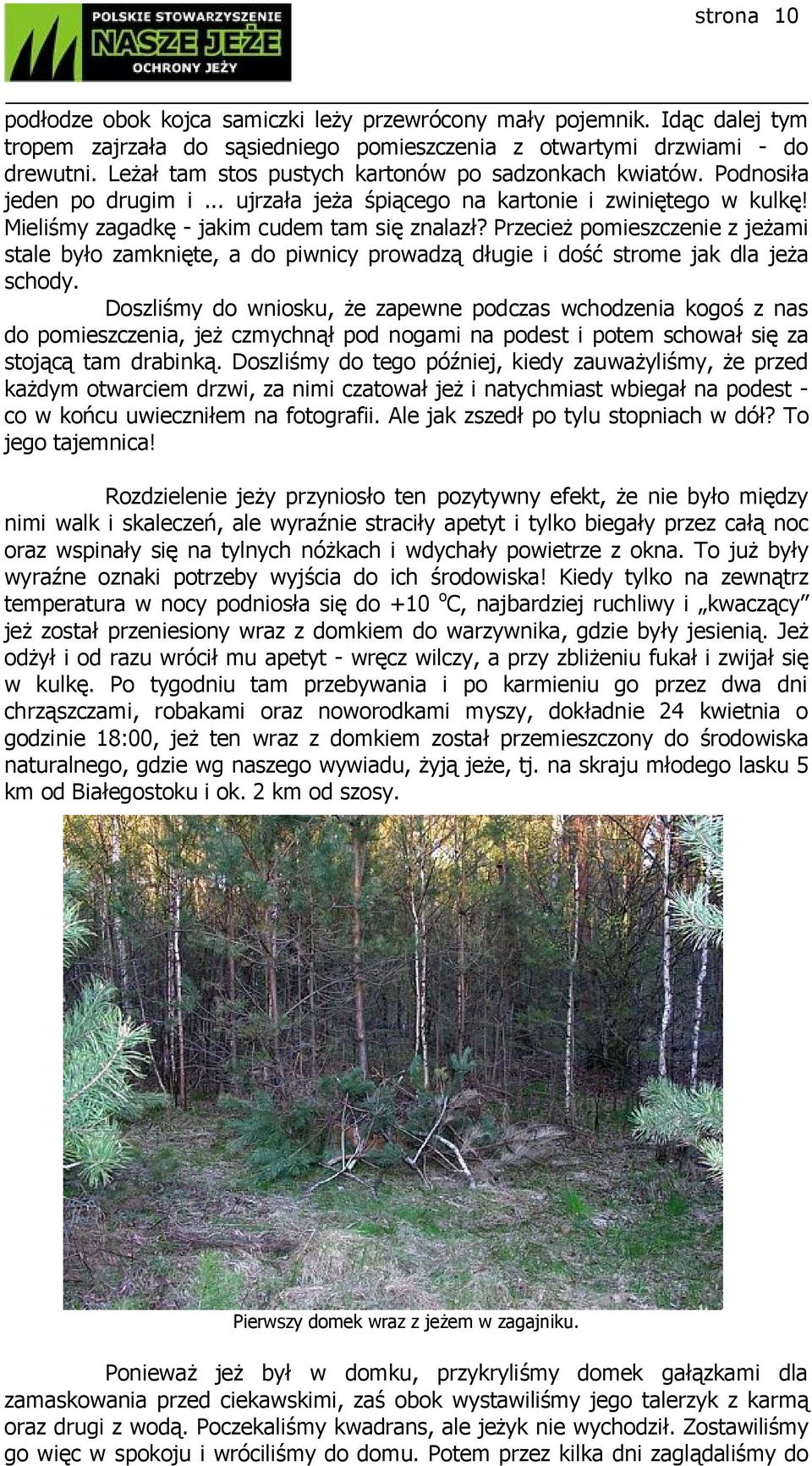 Przecież pomieszczenie z jeżami stale było zamknięte, a do piwnicy prowadzą długie i dość strome jak dla jeża schody.