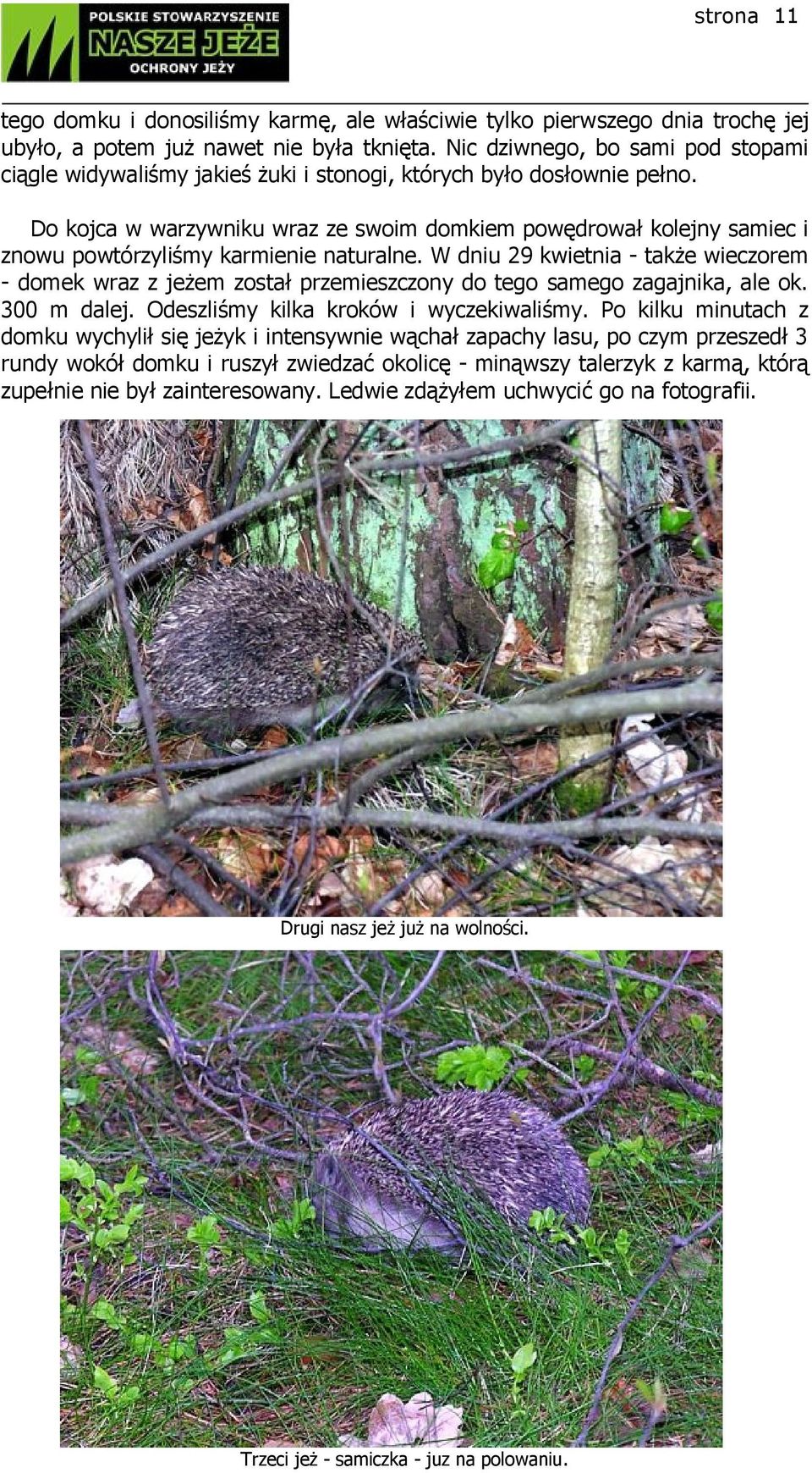 Do kojca w warzywniku wraz ze swoim domkiem powędrował kolejny samiec i znowu powtórzyliśmy karmienie naturalne.