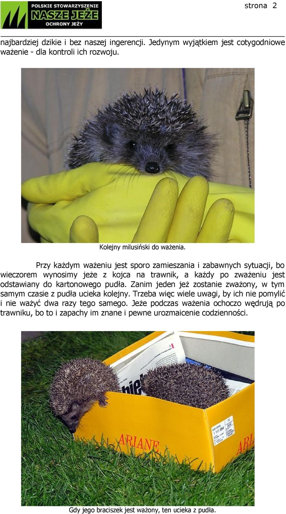 kartonowego pudła. Zanim jeden jeż zostanie zważony, w tym samym czasie z pudła ucieka kolejny.