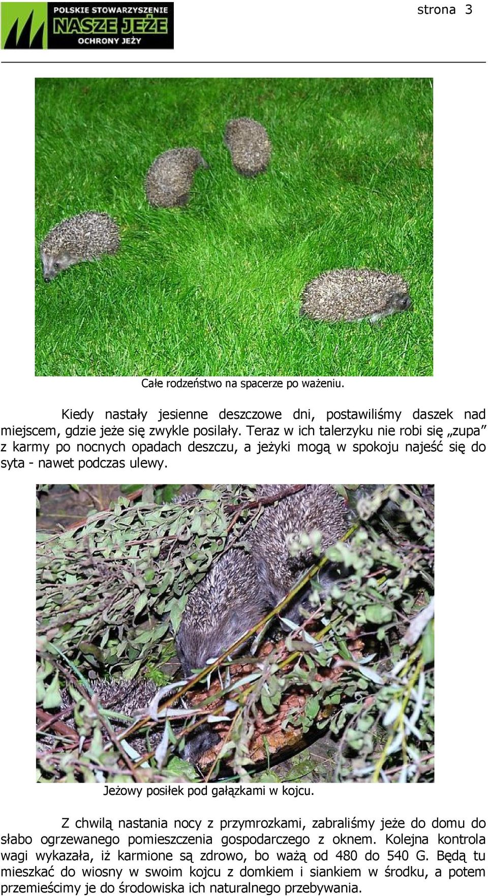 Jeżowy posiłek pod gałązkami w kojcu. Z chwilą nastania nocy z przymrozkami, zabraliśmy jeże do domu do słabo ogrzewanego pomieszczenia gospodarczego z oknem.