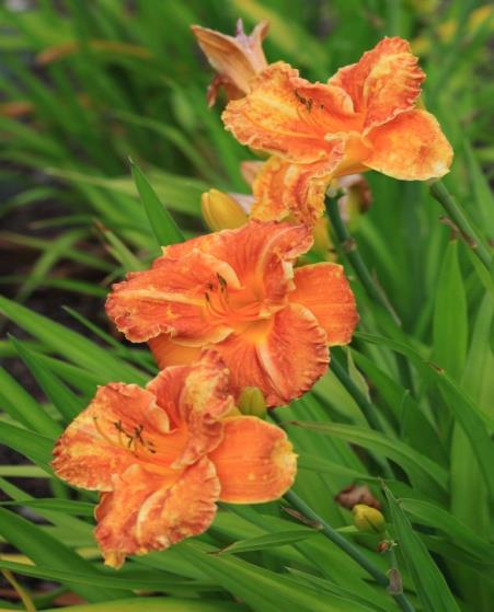 'Agata' (Franczak,1987) Arboretum Wojsławice 2012 OPIS: wys. 50-65 cm; kwiat pachnący, ceglastobrązowy, 16-18 cm śred.
