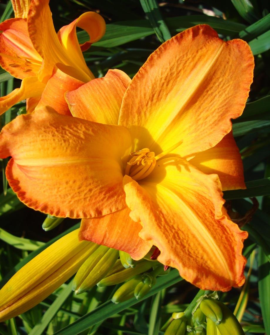 'Gabriela' (Franczak, 2003) OPIS: wys. 50 cm; kwiat 13-15 cm śred.