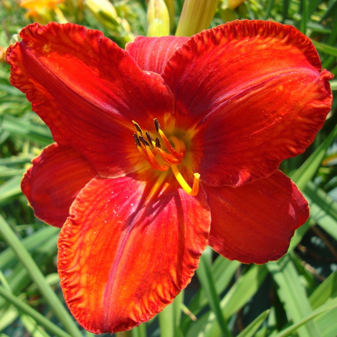 'Genowefa' (Franczak,1994) OPIS: 75 cm wys.; kwiat 15 cm śred.