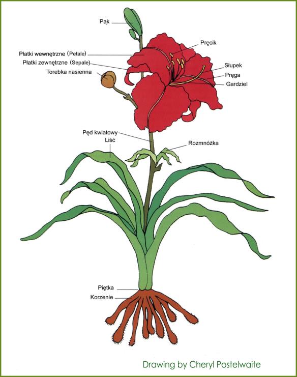Nieco botaniki Liliowce (Hemerocallis) Rośliny zielne o krótkim kłączu, z którego wyrastają mięsiste korzenie i równowąskie liście.
