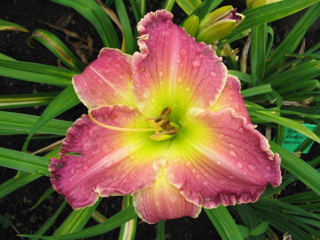 OPIS w AHS: height 24", bloom 7.