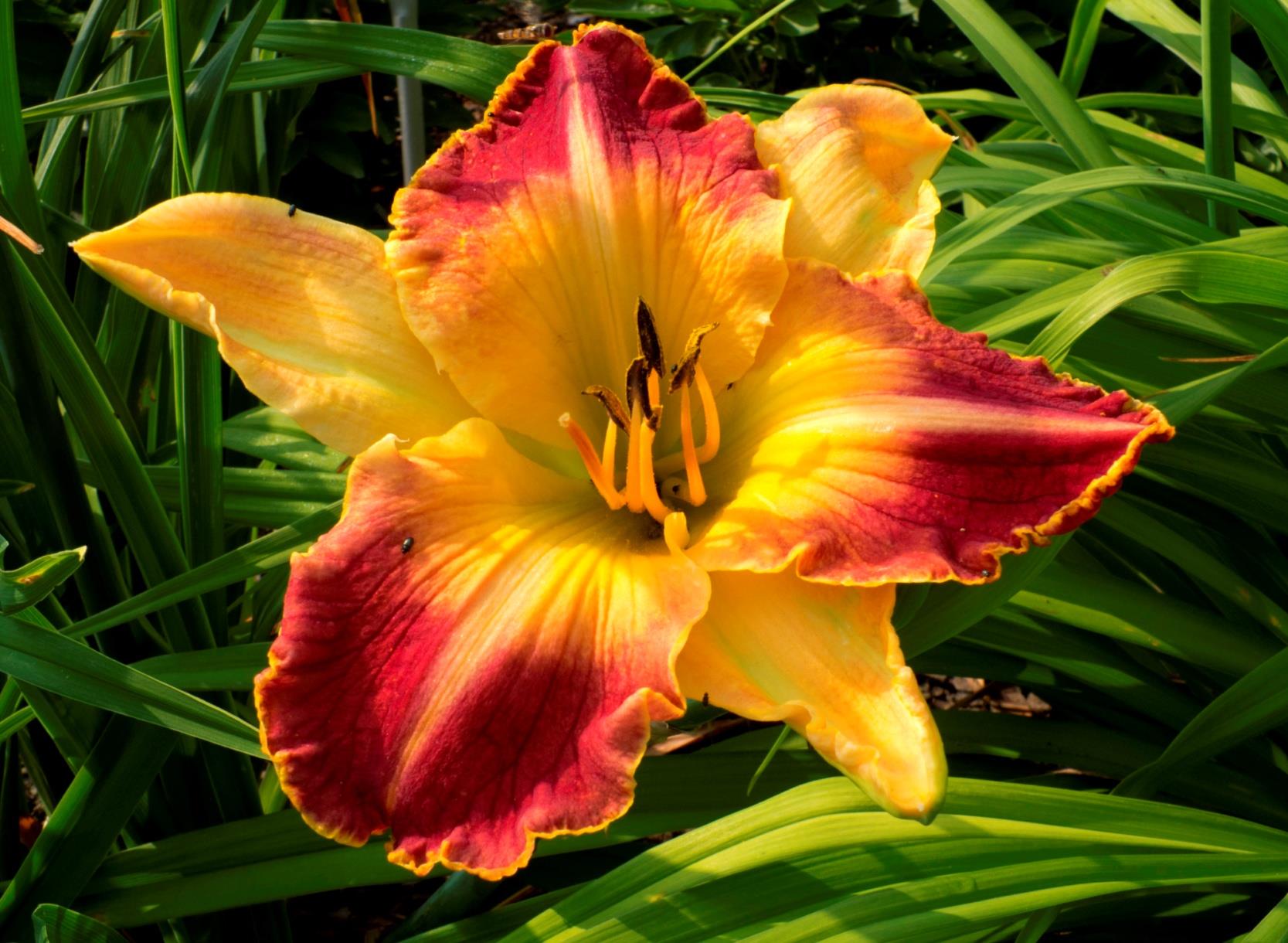 'Hania' (2006) OPIS w AHS: height 22", bloom 6", M, Semi-Ever., Tetr.