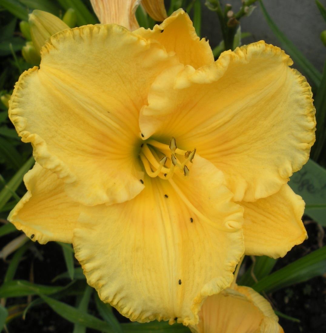 OPIS w AHS: height 24", bloom 6", season E, Dormant, Tetraploid, Fragrant, 14 buds, 3 branches.