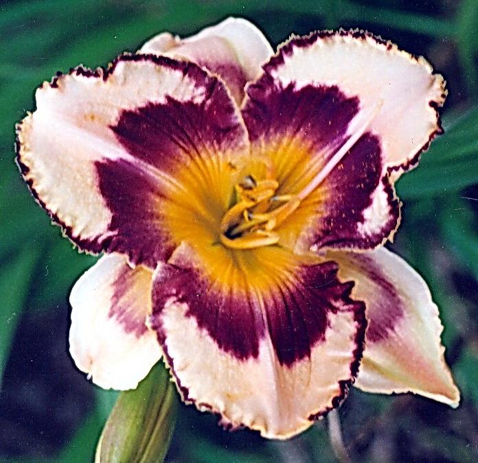 'Jagna' (2005) OPIS w AHS: height 21", bloom 5.5", E, Dor., Tetr., Frag.