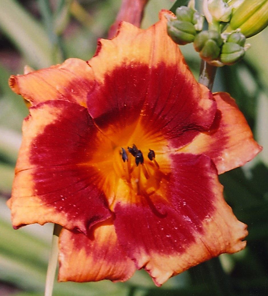 OPIS w AHS: height 24", bloom 6", season M, Dormant, Tetraploid, 35 buds, 4 branches, Orange red