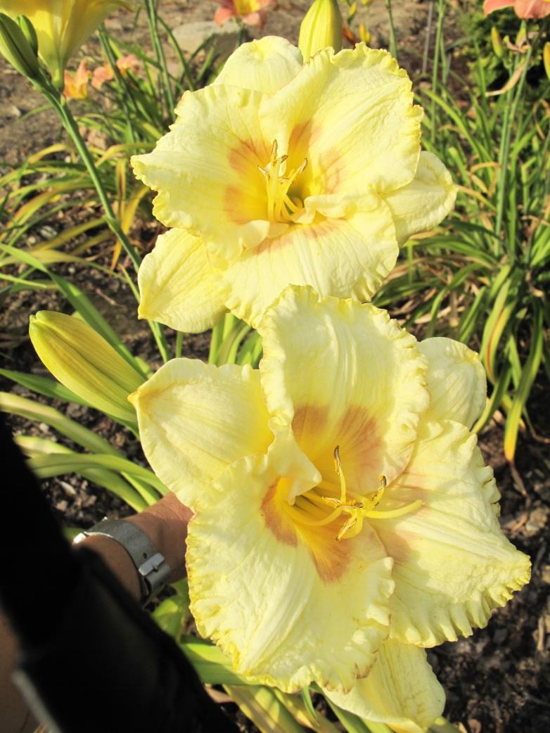 OPIS w AHS: height 22", bloom 6", season M, Semi-Evergreen, Tetraploid, 12 buds, 2 branches.