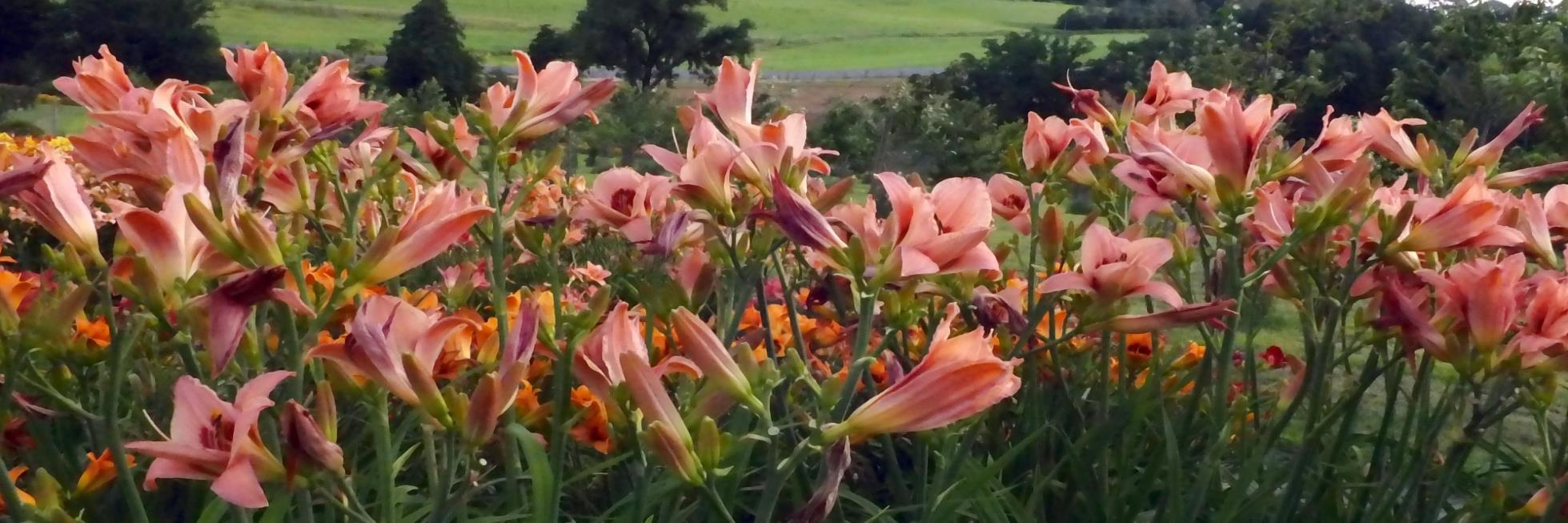 Arboretum w