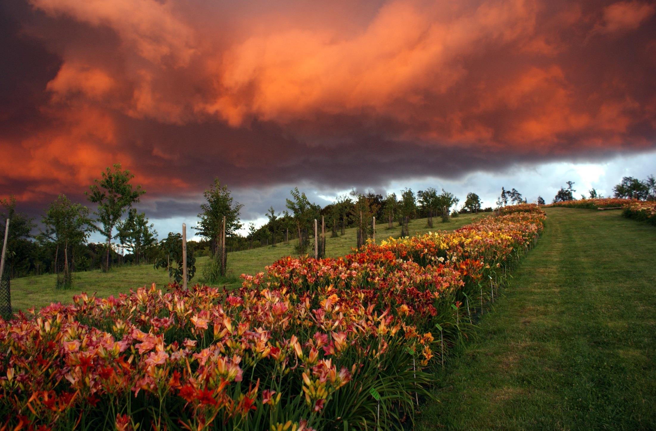 Arboretum w
