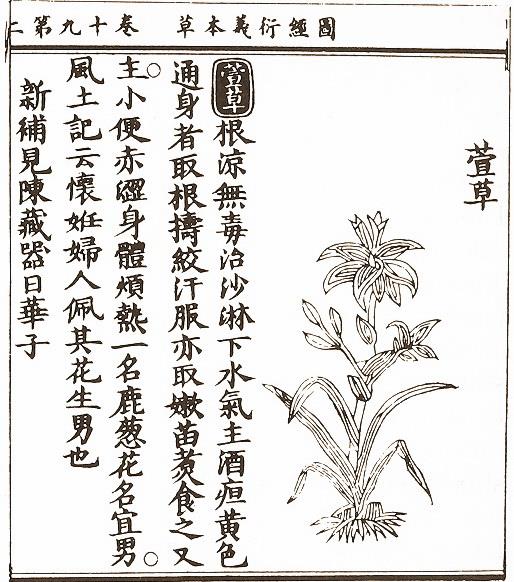 Historia uprawy Ilustracja liliowca (Hsuan Ts ao) z okres