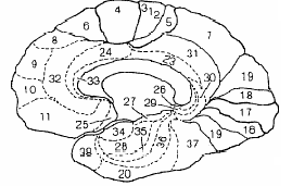 Kora przedczołowa (prefrontal cortex, PFC) Homotypowa kora płatów czołowych, położona do przodu od obszarów przedruchowych są to pola 9, 10, 11, 12, 46, 47 - lokalizacja reakcji