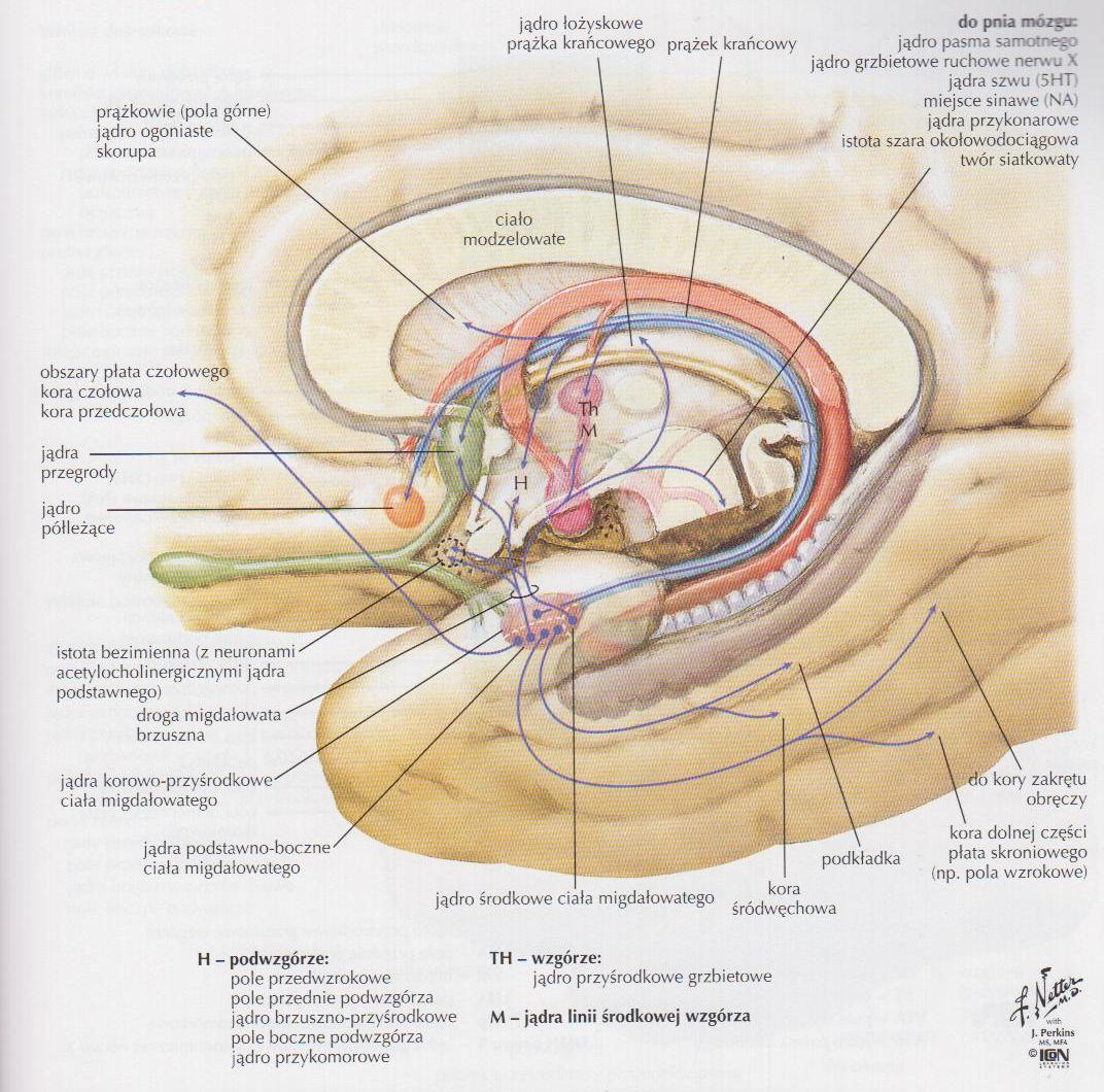 CIAŁO MIGDAŁOWATE (AMYGDALA) Ryc. 293. Projekcje wychodzące z jąder migdałowatych: z części korowo-przyśrodkowej przez prążek krańcowy (prążkowie, podwzgórze, przegroda, j.